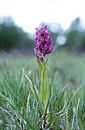 Dactylorhiza cruenta