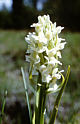 Dactylorhiza ochroleuca
