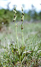 Ophrys insectifera