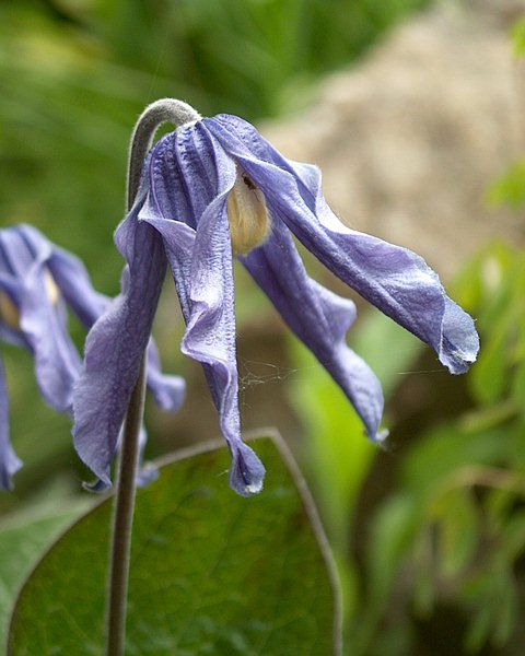 clematis integrifolia