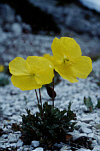 Papaver rhaeticum